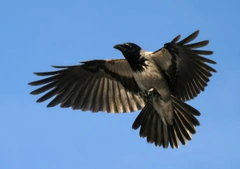Crow Hover Open Wings Bird Flying Up Stock Photos