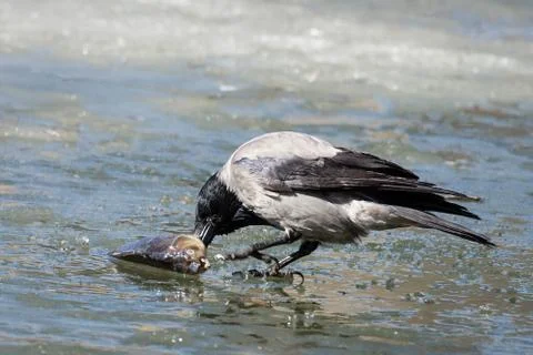 The crow on the ice Stock Photos