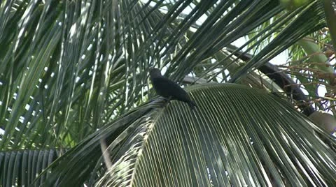 Crow India coco Stock Footage 20526722