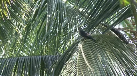 Crow India Stock Footage 20526648