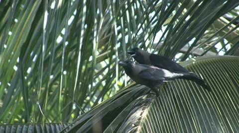 Crow India Stock Footage 20526663