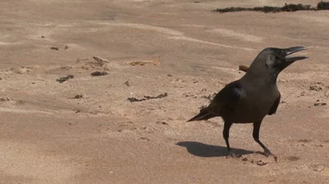 Crow Indian on the beach Stock Footage 47963200
