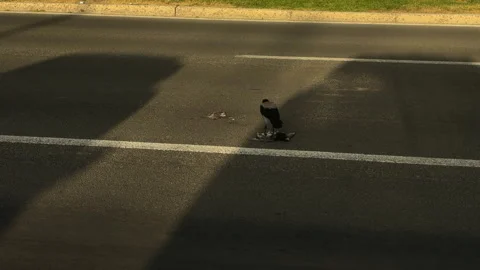 Crow inspecting bird remains on sunlit suburban road with long diagonal shadows Vidéo 346083754
