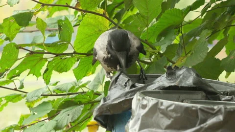 Crow Investigating Trash Bin Among Green Leaves Vidéo 319437445