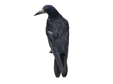 Crow isolated on white background Stock Photos