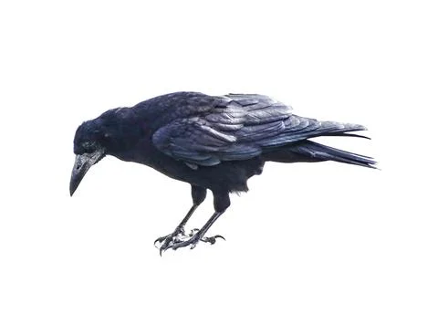 Crow isolated on white background Photos