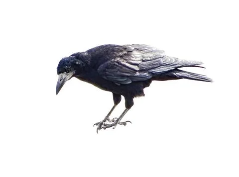 Crow isolated on white background 写真素材