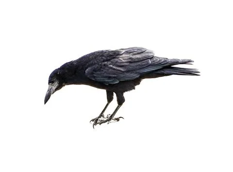 Crow isolated on white background 库存照片
