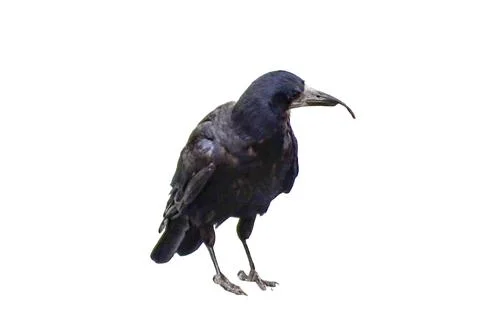 Crow isolated on white background 库存照片