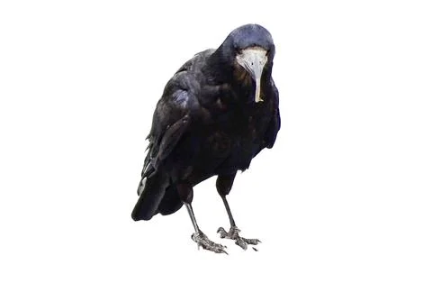 Crow isolated on white background Fotos de archivo