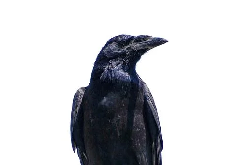 Crow isolated on white background Photos