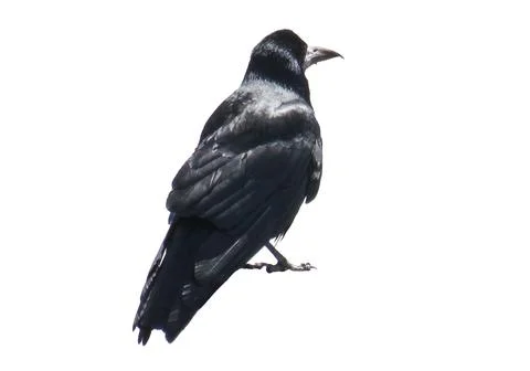 Crow isolated on white background 库存照片
