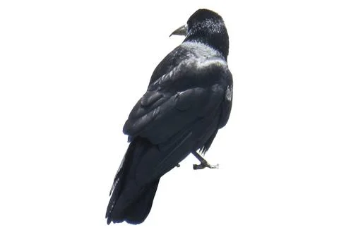 Crow isolated on white background Фото