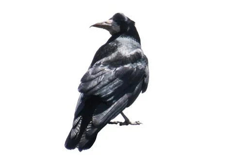 Crow isolated on white background 库存照片