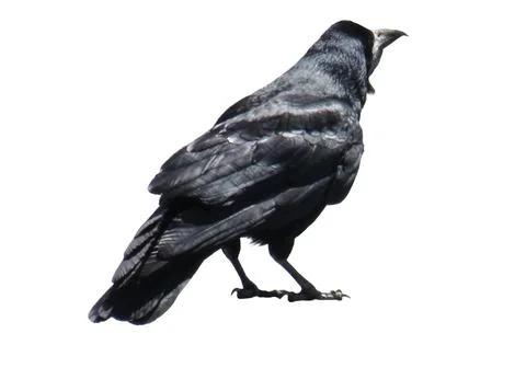 Crow isolated on white background Stock Photos