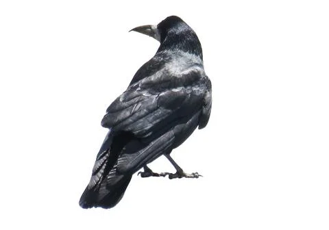 Crow isolated on white background Fotos Stock
