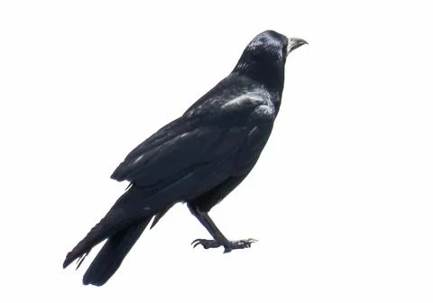 Crow isolated on white background 库存照片