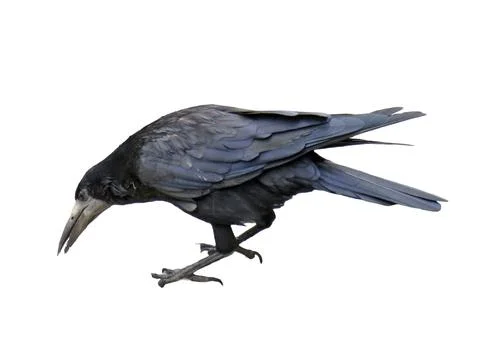 Crow isolated on white background 库存照片
