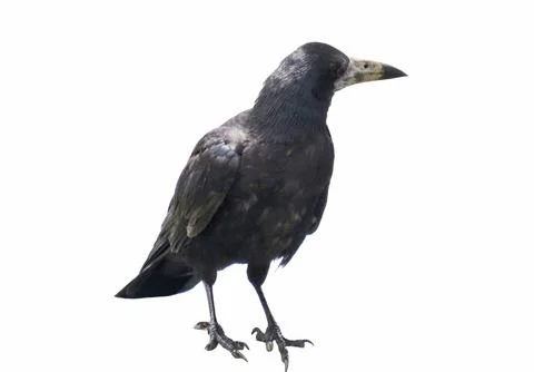 Crow isolated on white background Stockfoto's