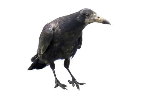 Crow isolated on white background Photos