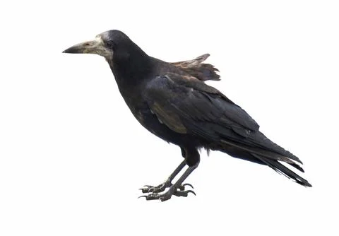 Crow isolated on white background 库存照片