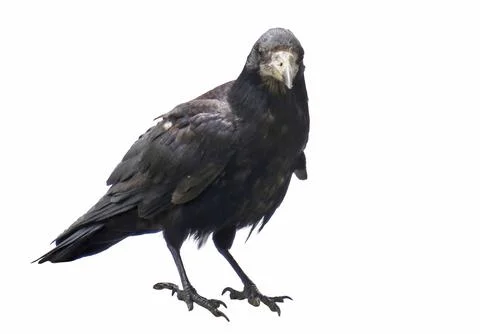 Crow isolated on white background Фото