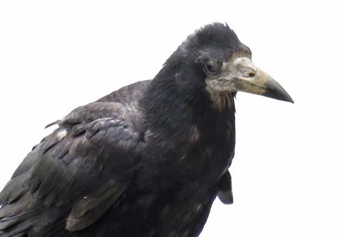 Crow isolated on white background 库存照片