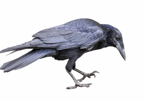 Crow isolated on white background 스톡 사진