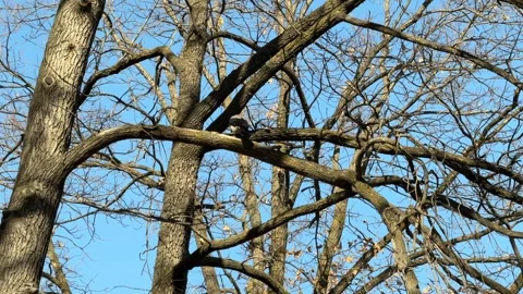 Crow jumping on tree branch in forest, active bird behavior, wildlife Stock Footage 336959587
