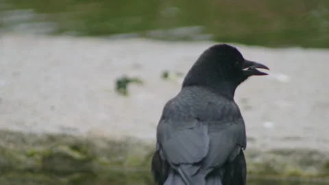 Crow jumping in water Stock Footage 246879157