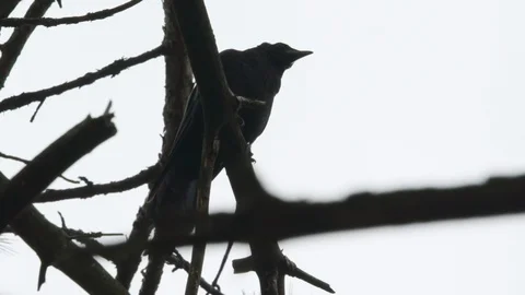 Crow jumps off branch and flies away Stock Footage