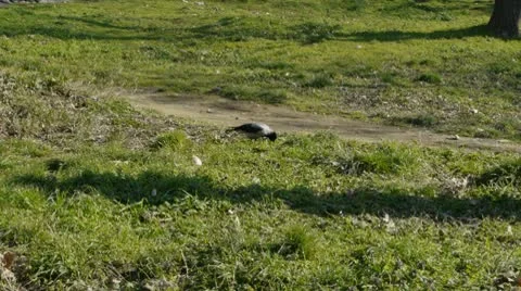 Crow Jumps Video stock 10795971