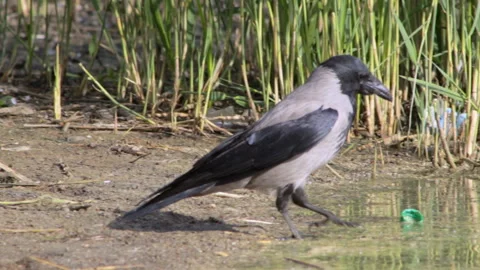 Crow at the lake Stock Footage 90482201