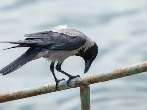 A crow by the lakeside Stock Photos