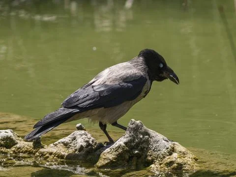 A crow by the lakeside Stock Photos