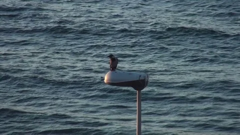 Crow on a Lamp Stock Footage 76378039