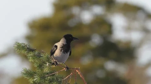 Crow landing on a pine branch Stock Footage 10571904