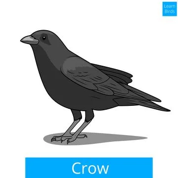 Crow learn birds educational game vector Stock Illustration