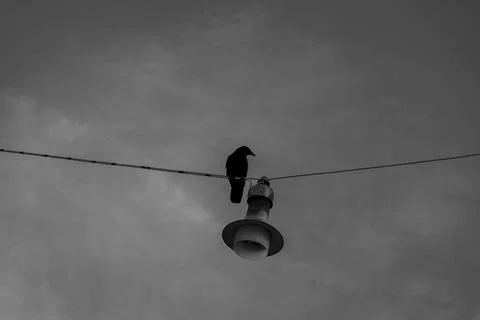 Crow on the line Foto stock