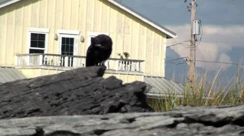 Crow on a Log Stock Footage 12745980