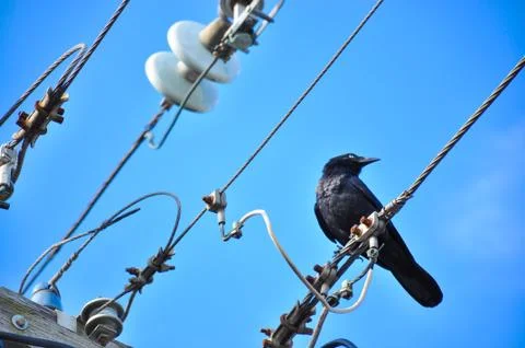 Crow looking around on an electricity tower line Stock Photos