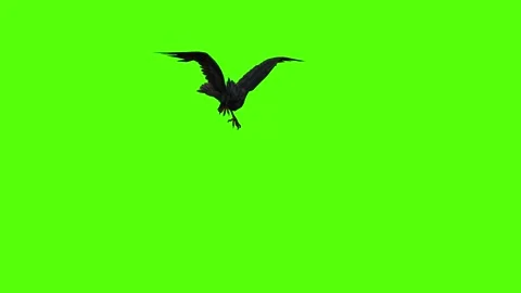 Crow Looking Around Green Screen Animation 4K Rendering 動画素材 295556489