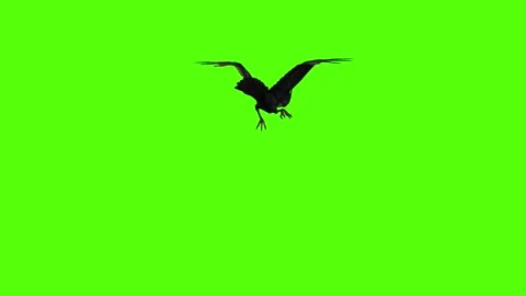 Crow Looking Around Green Screen Animation 4K Rendering Stock-Footage 295556497