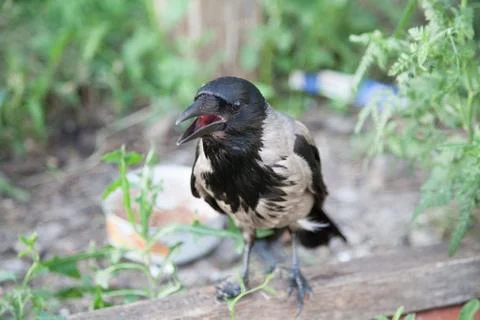 The crow is looking at the camera Stock Photos
