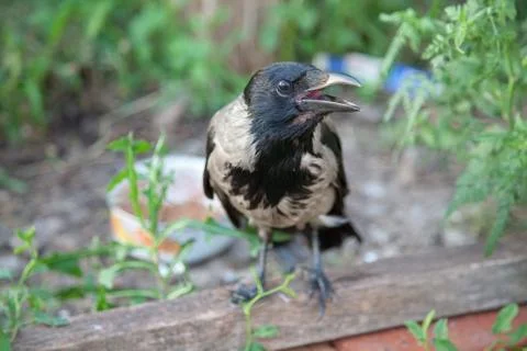 The crow is looking at the camera Stock Photos