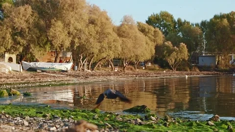 Crow looking for food on the beach. Stock Footage 144894063