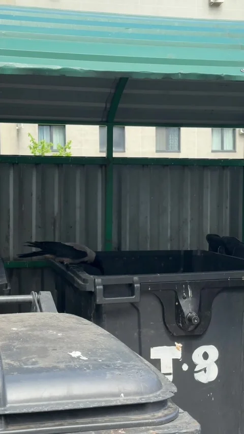 A crow is looking for food in a garbage container. Stock Footage 336915606