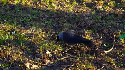 Crow looking for food in the grass Video stock 127920559