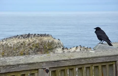 Crow looking at ocean Stock Photos
