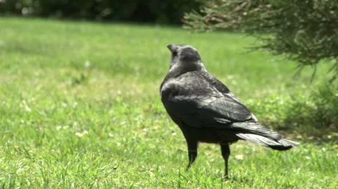 Crow looks around Stock Footage 49861638